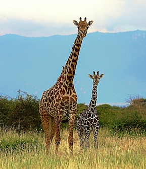 Giraffes